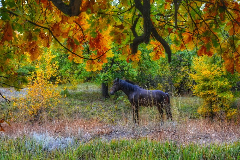 Лошадь в лесу.