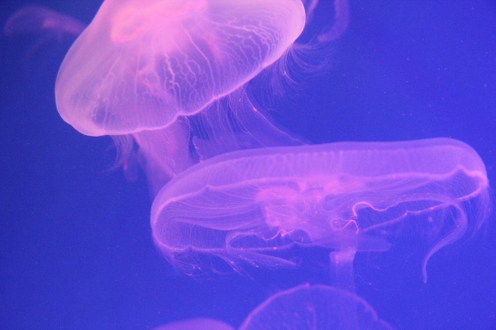 Photograph by Полина