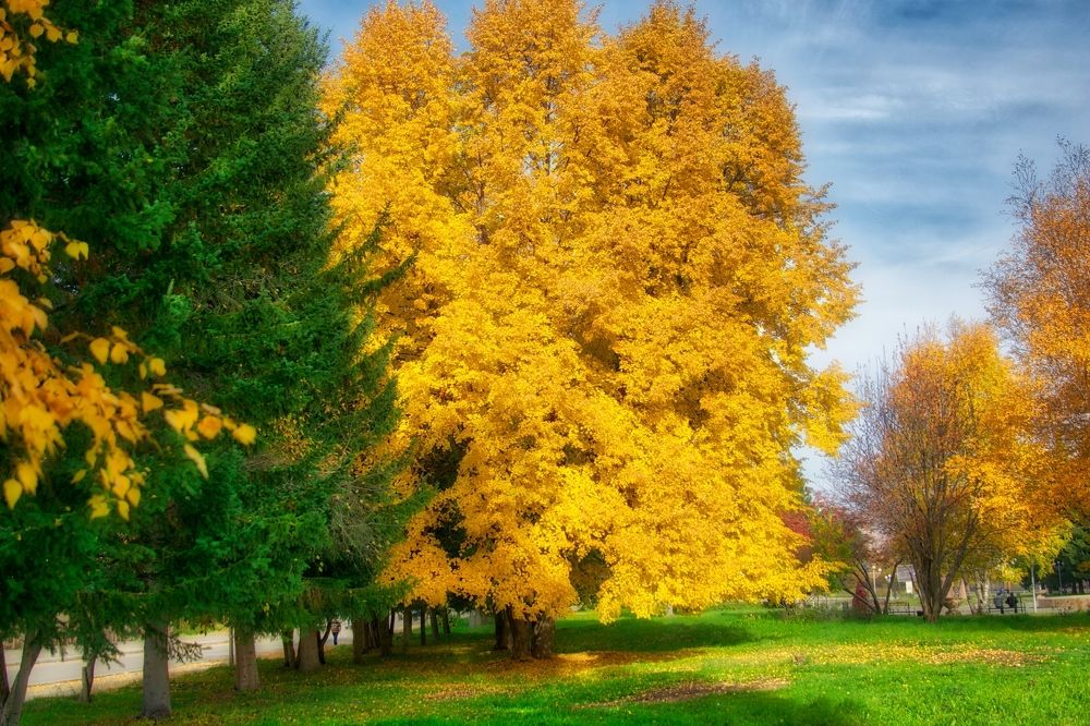 липа, осень...