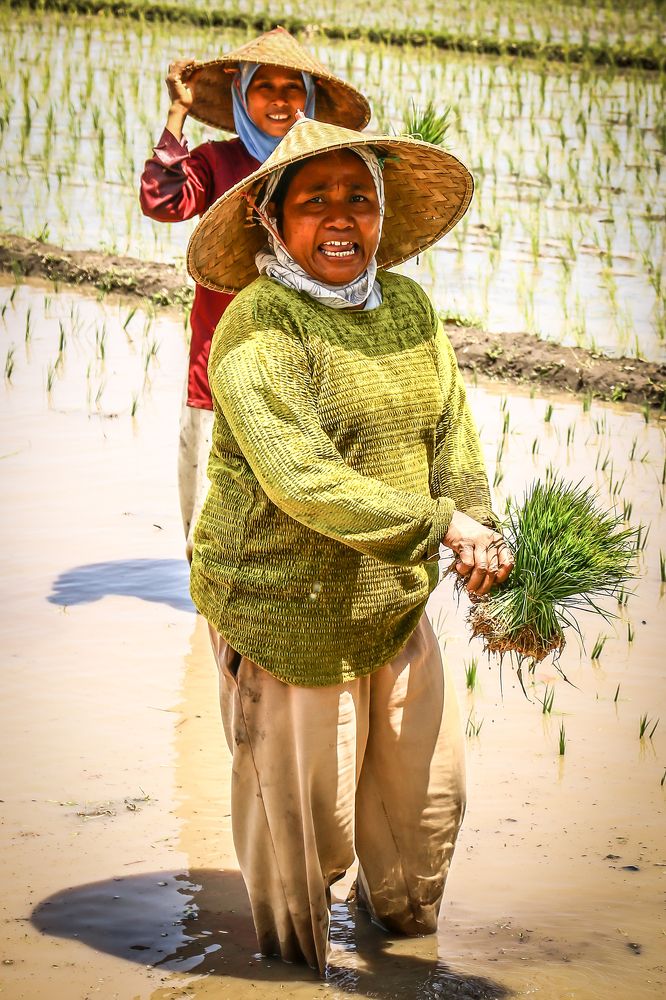 Working in the rice field