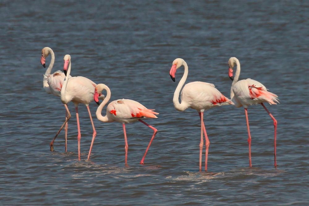 Фламинго в Крыму