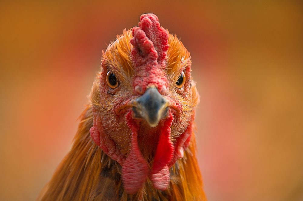 Photograph by Олеся