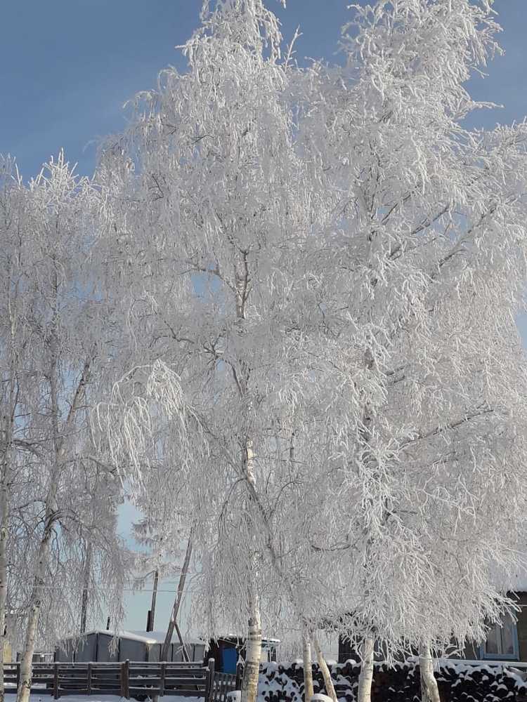 Березы