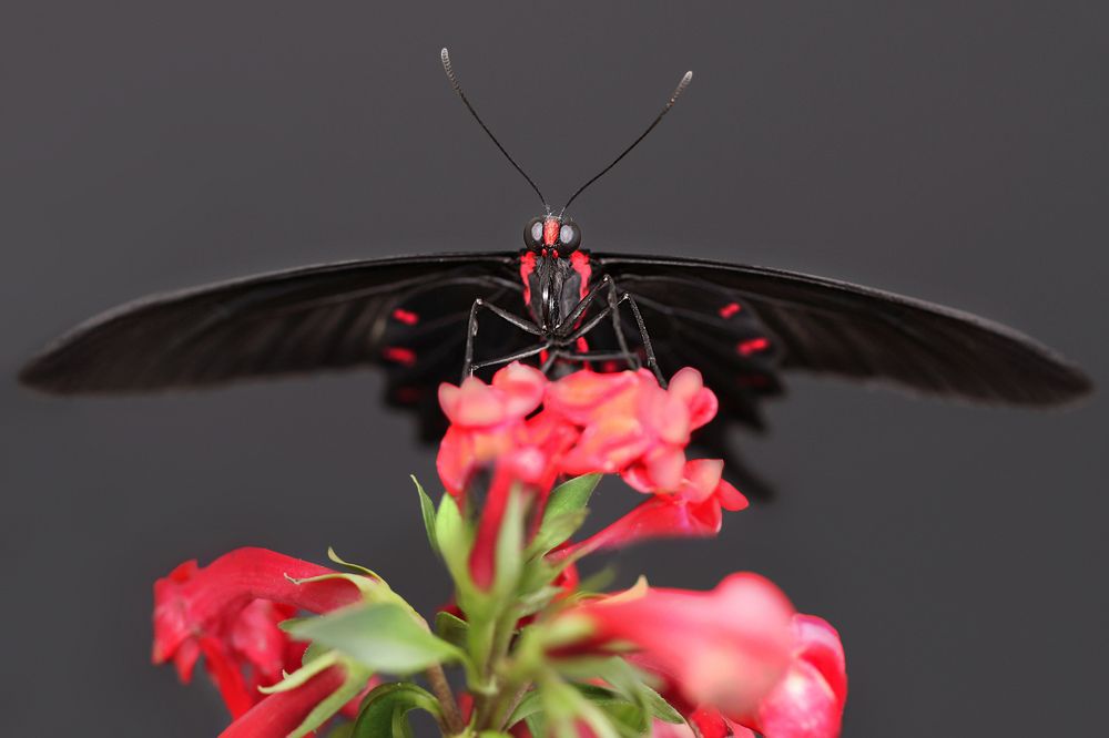 Бабочка-самолет