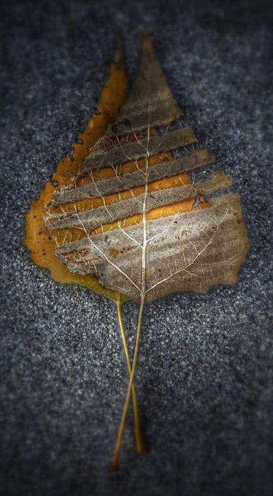 Осеннее танго