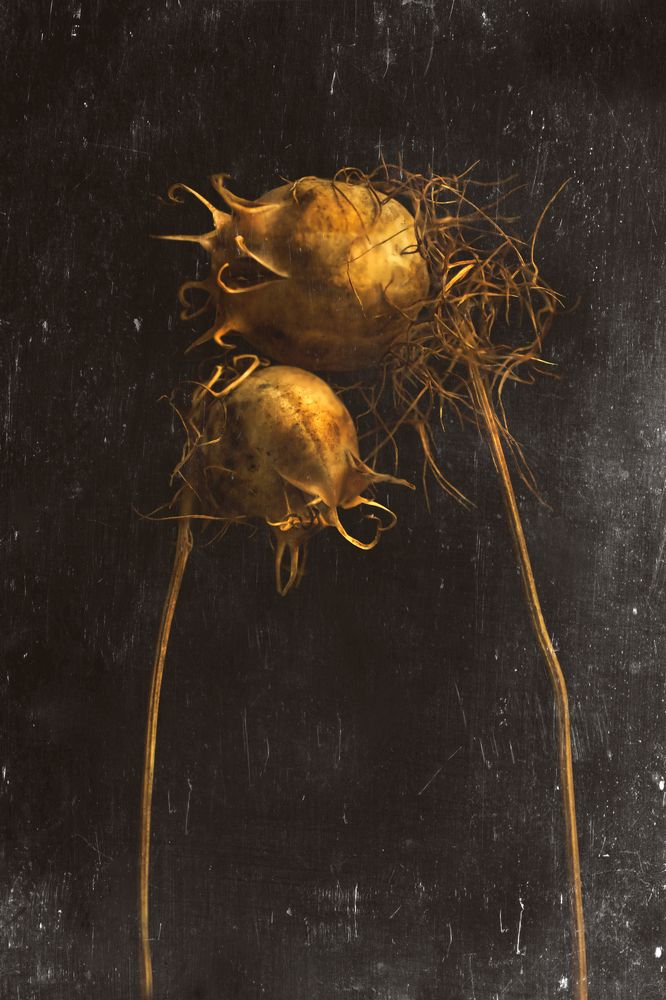 Photograph by Тараненко Анжелика