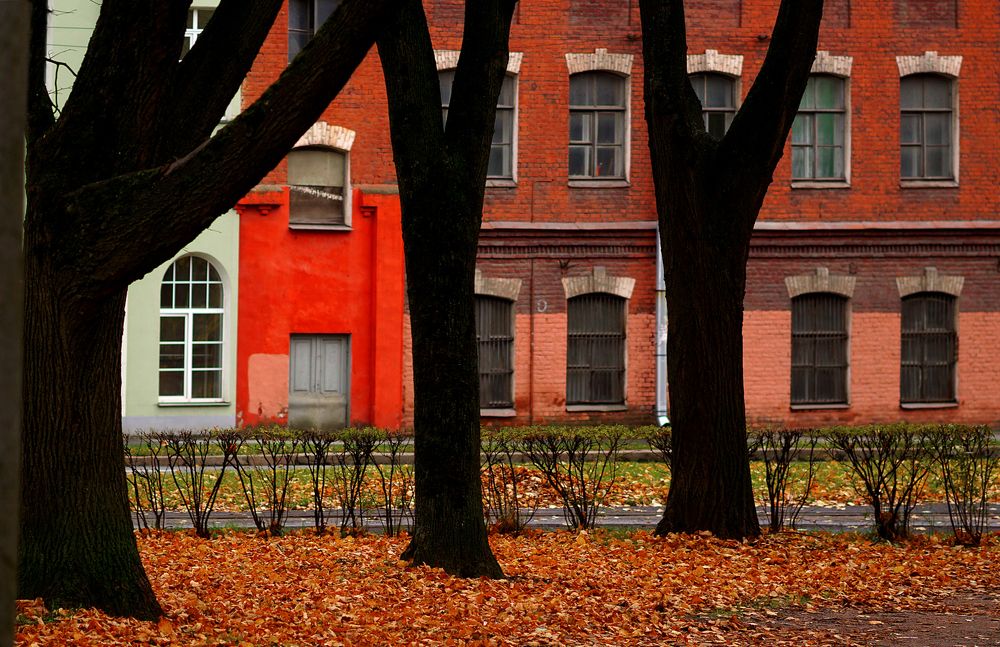 Дубы в красном