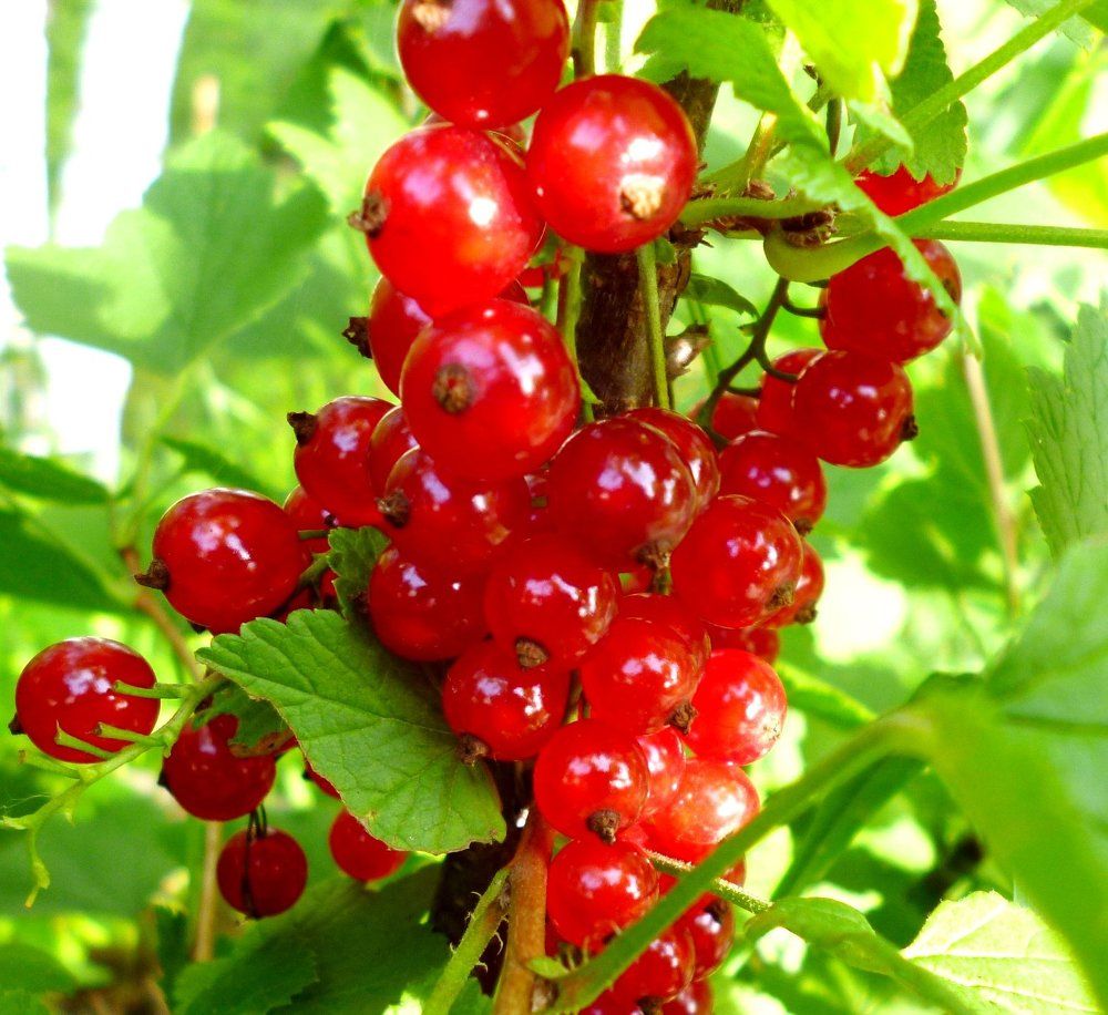 люблю с куста