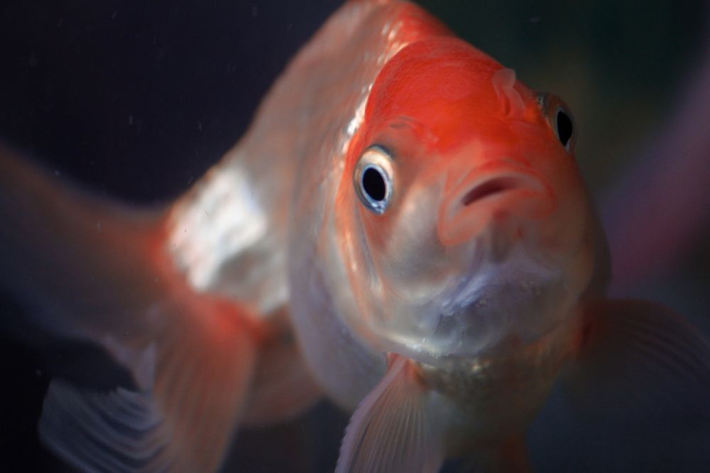 Pet fish