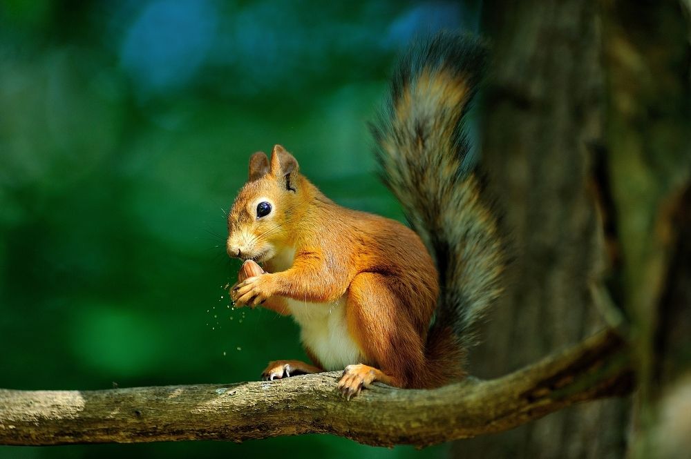 и орешки там грызёт