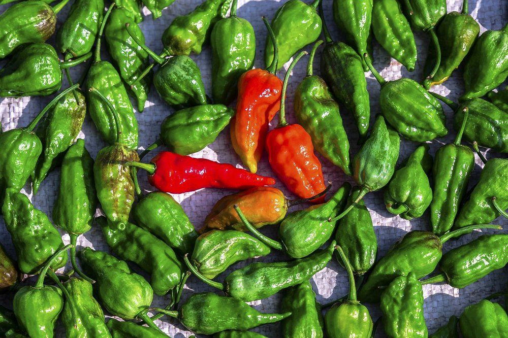 Bhut Jolokia