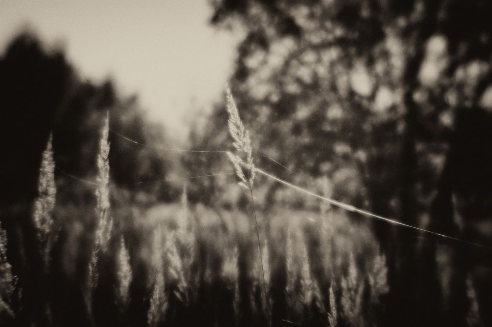 Струны осени