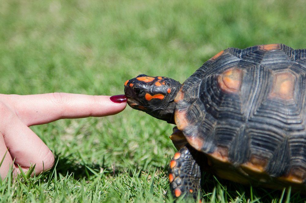 Фотография автора Татьяна Вишневская
