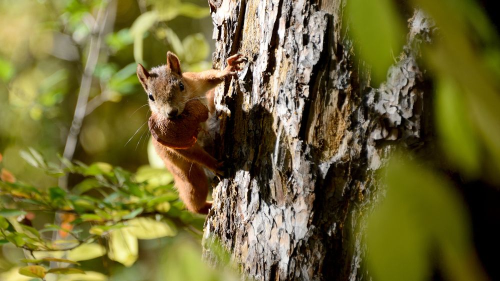 ...семечки орешки...ГРИБ!