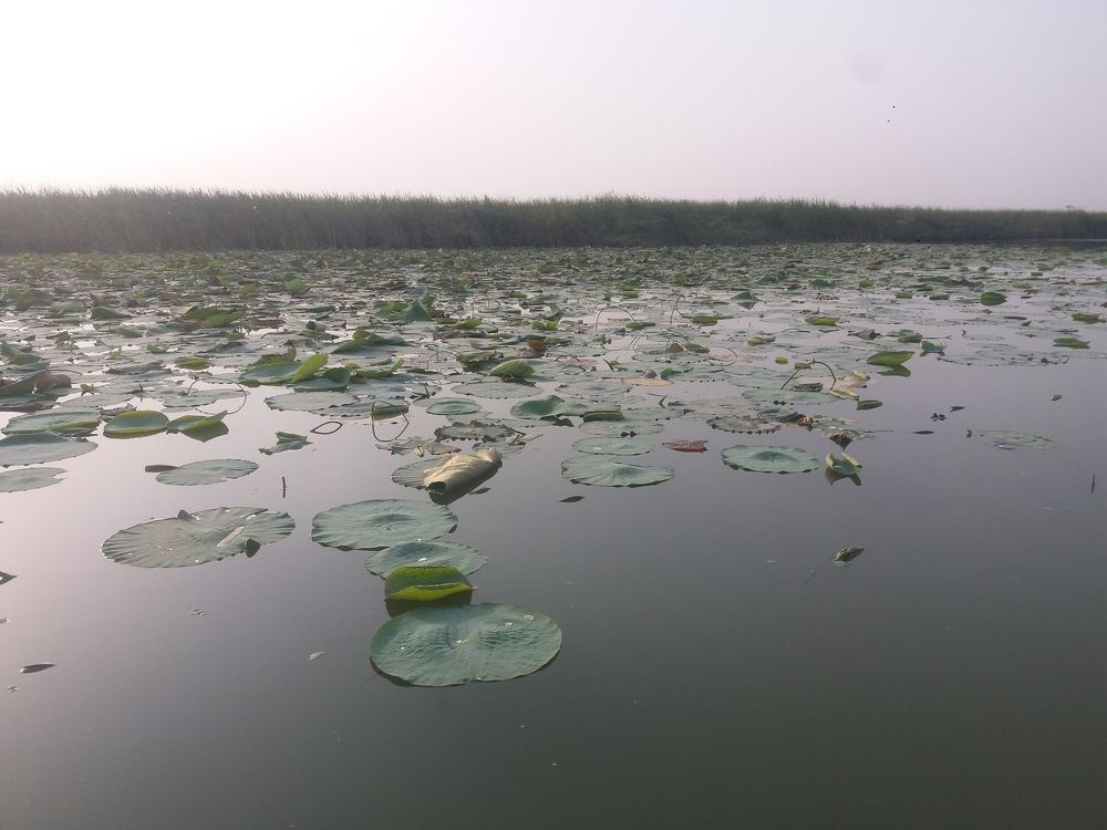 Indus