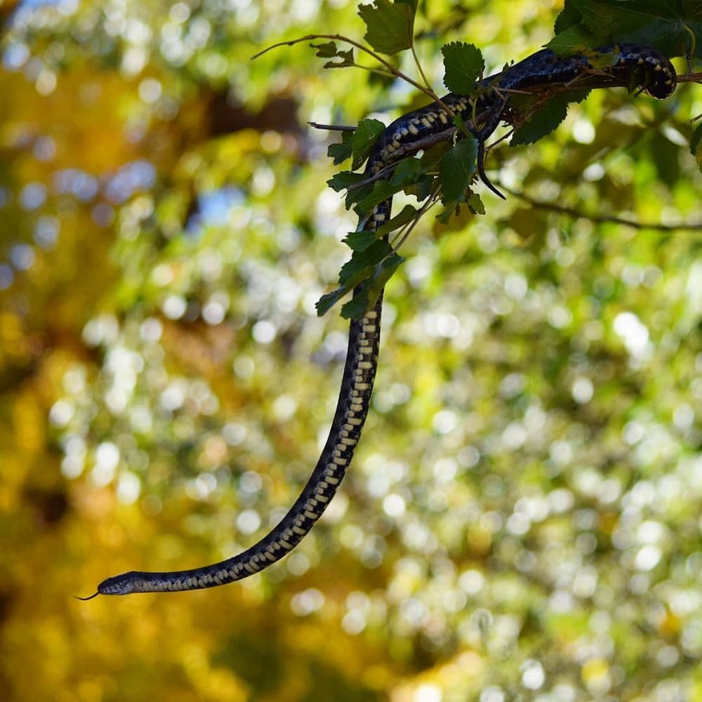 Водяной уж на ветви шелковицы