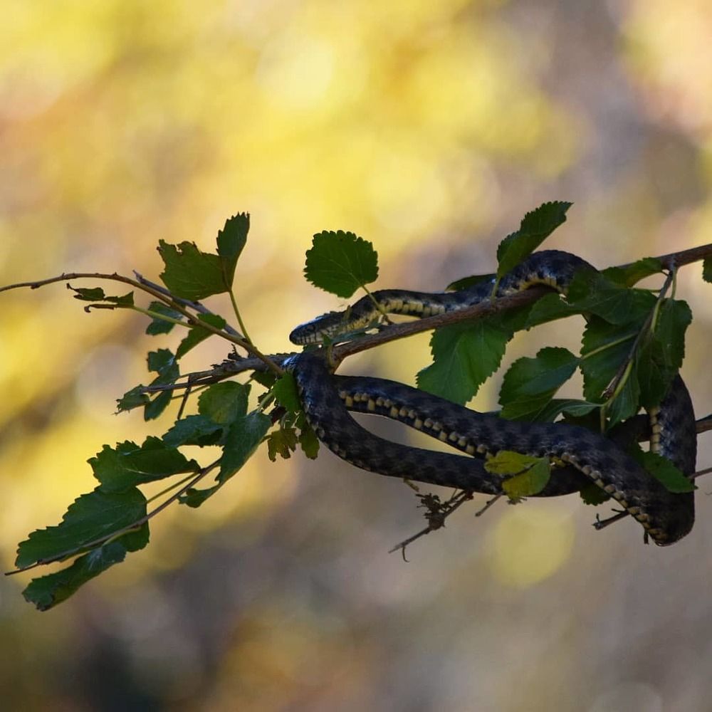 Водяной уж на ветви шелковицы