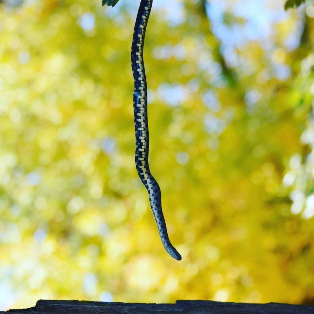 Водяной уж на ветви шелковицы