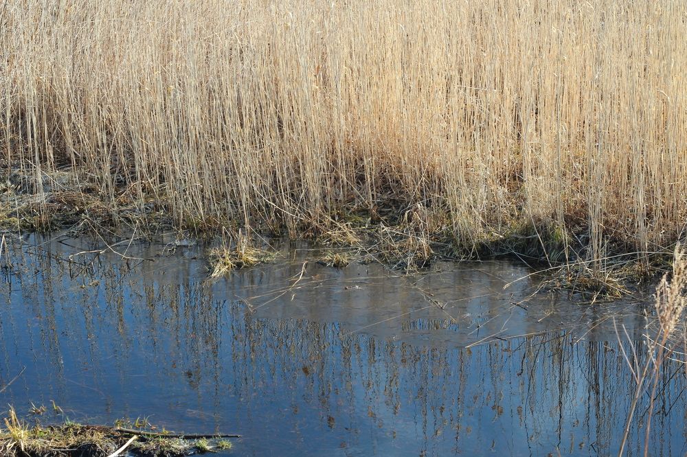 Простоквашино