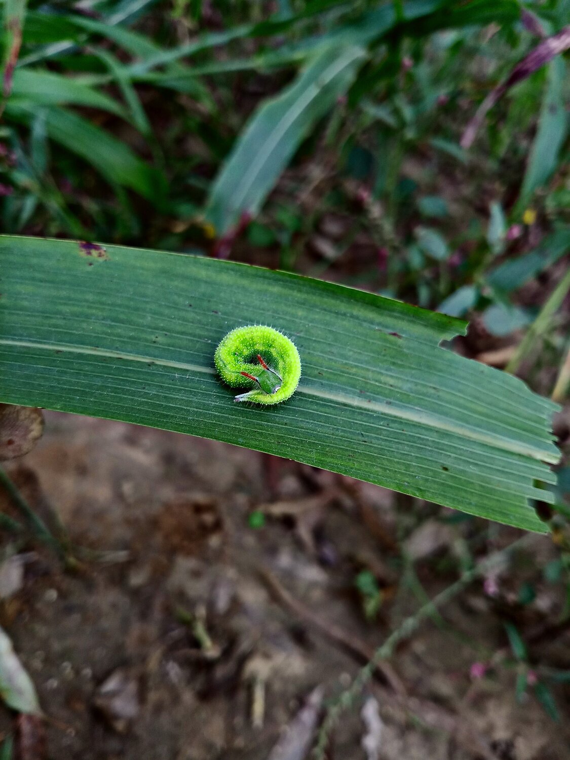 Micro