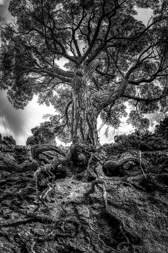 Вены мои - по земле! Руки мои -  в небеса......