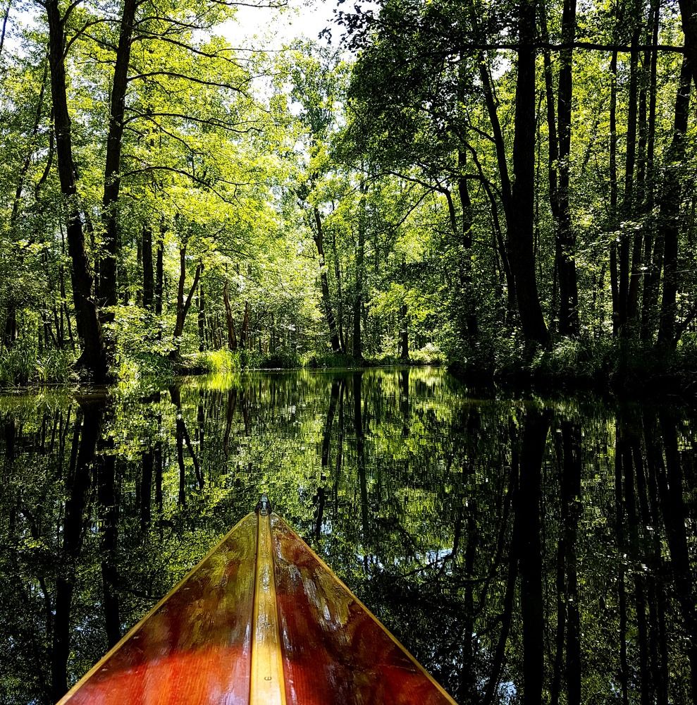 Лесная сказка