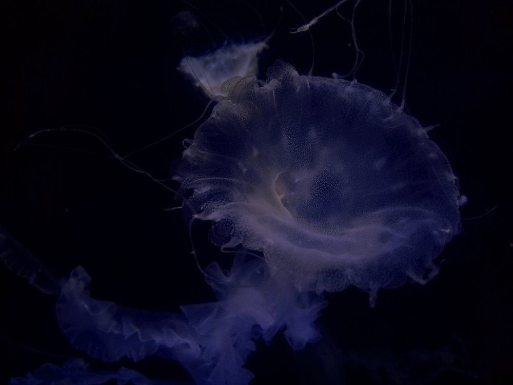 Photograph by Елена