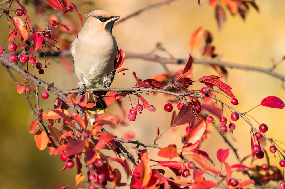 Свиристель