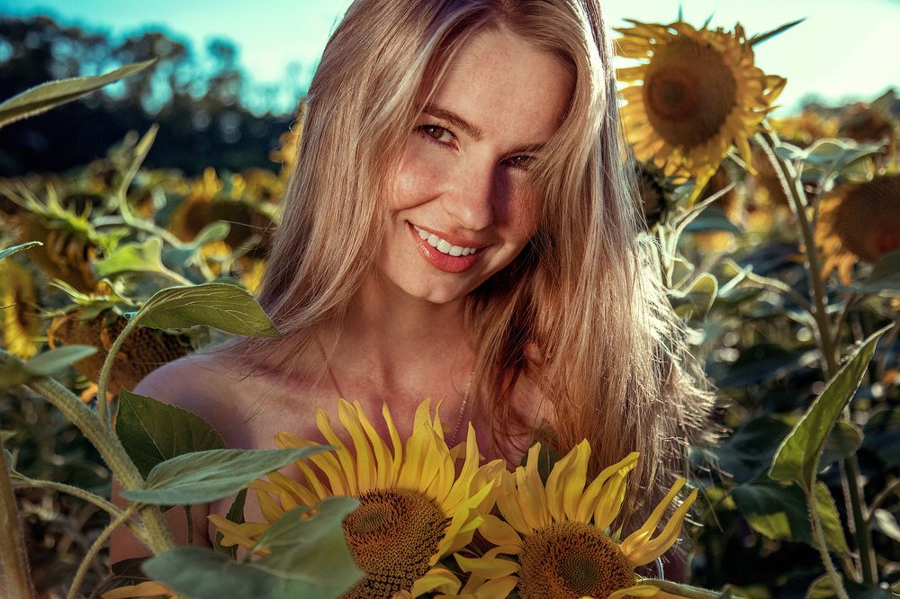 Sun in sunflowers