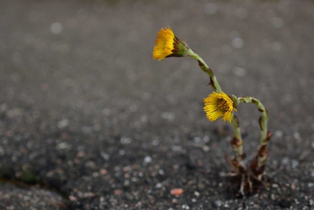 Мать-и-мачеха