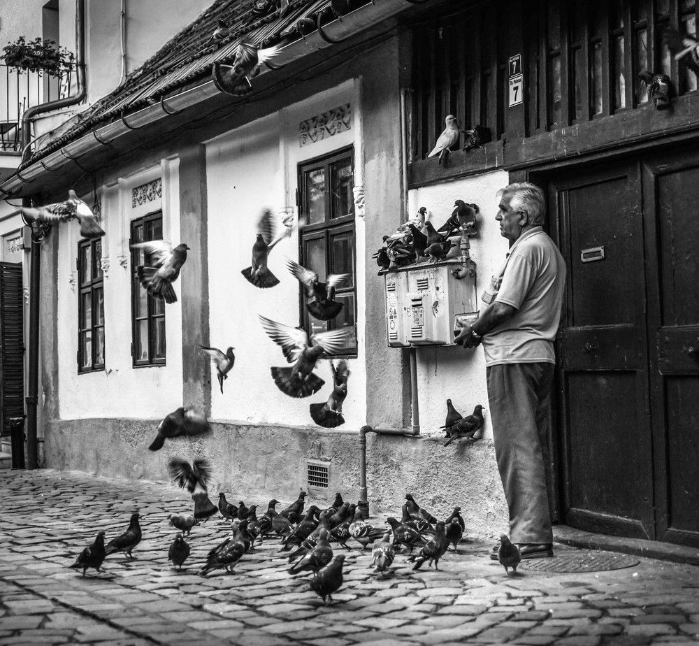 Street Pigeons