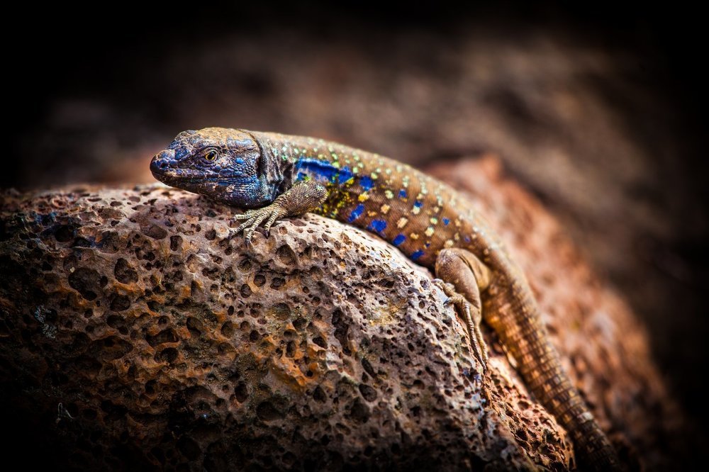 tizon lizard