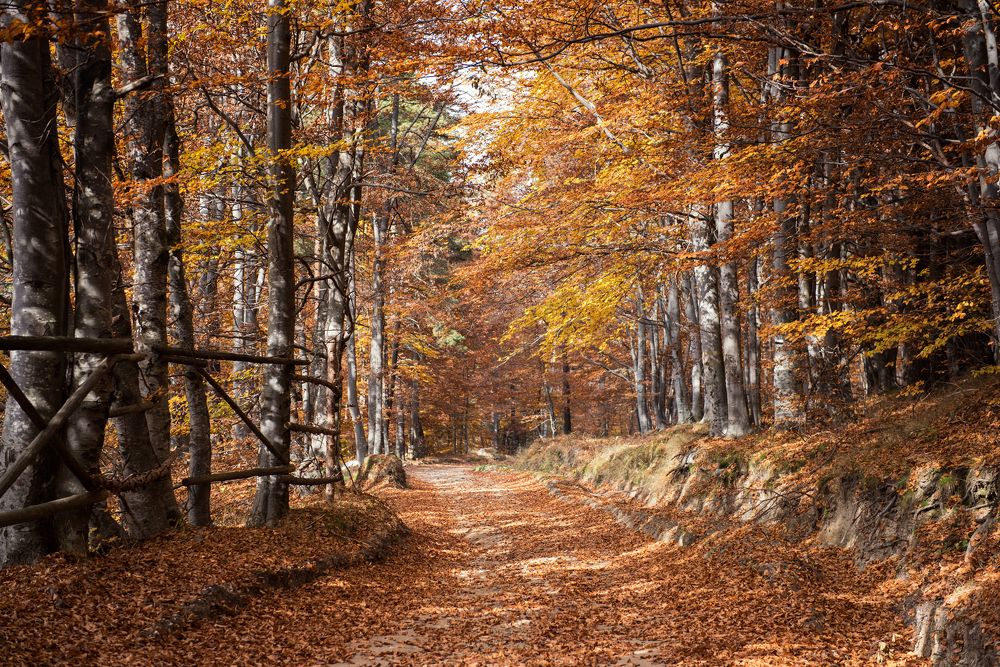 The fairy colors of autumn