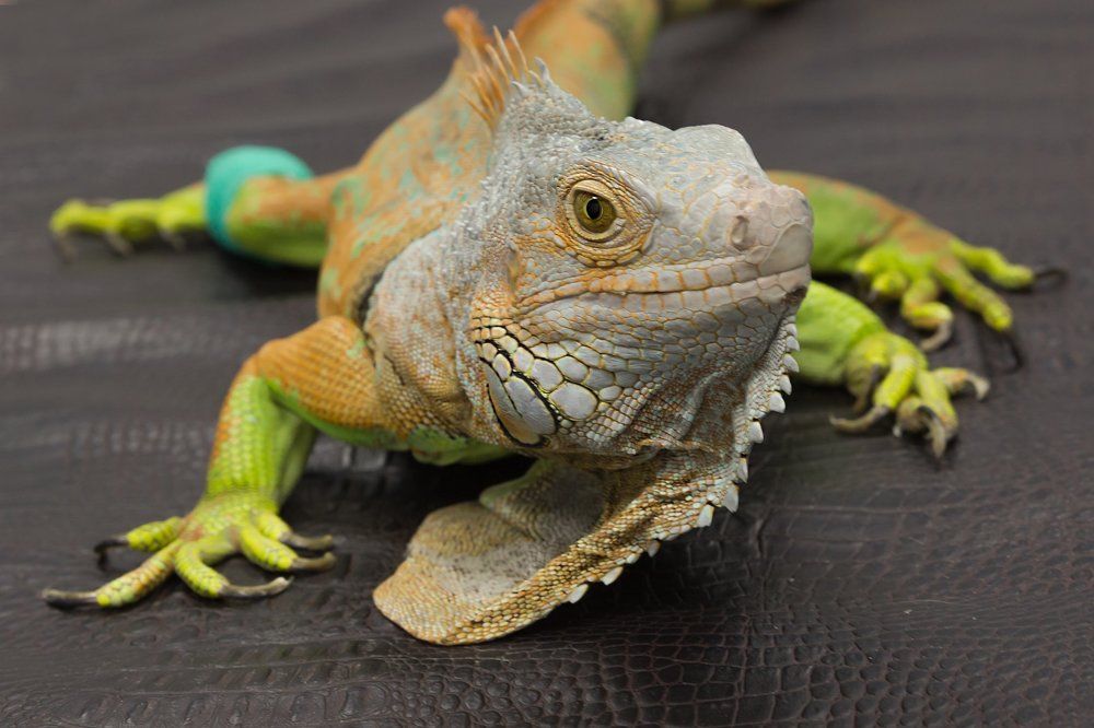 рептильная красота