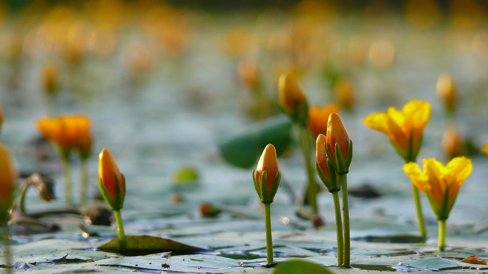 Нимфейник щитолистный