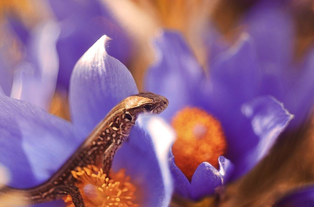 В первоцветах