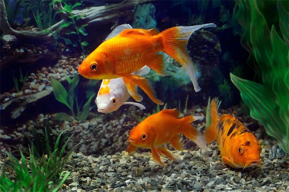 Золотые рыбки.