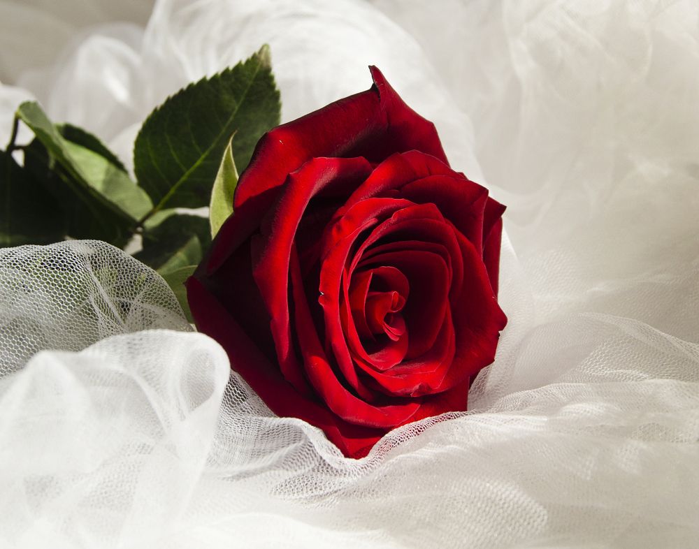 Бархатная роза