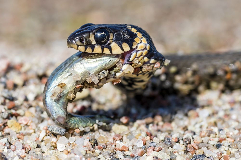 Рыбка с песком.