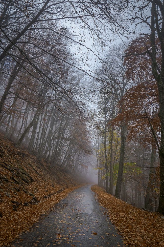 Заповедная дорога