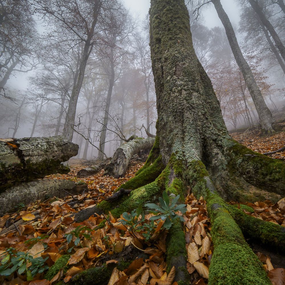 Лапы Крымских драконов