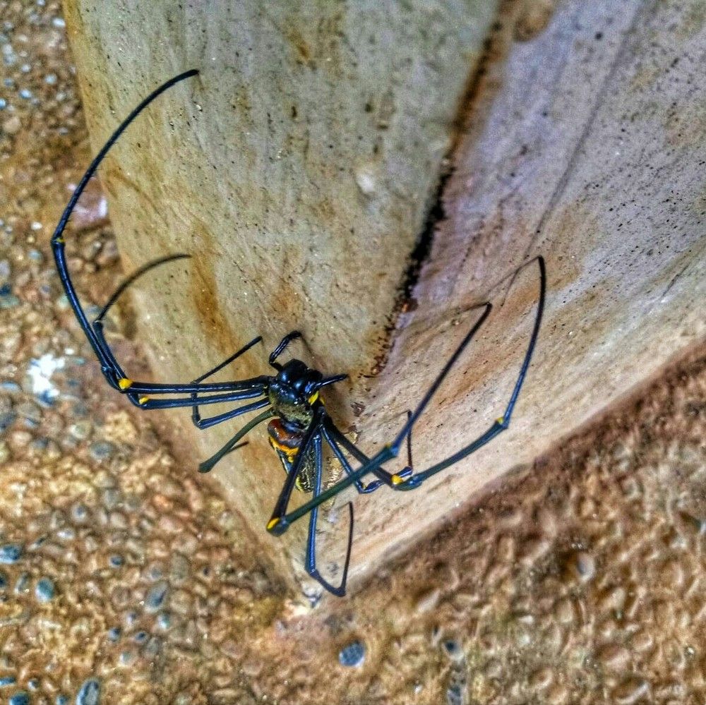 Araneomorphae