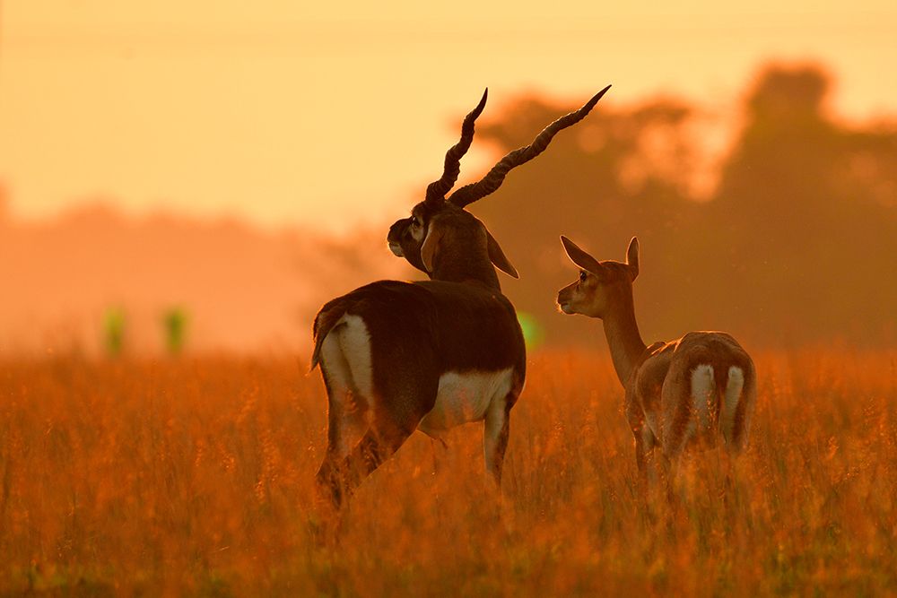 Blackbuck