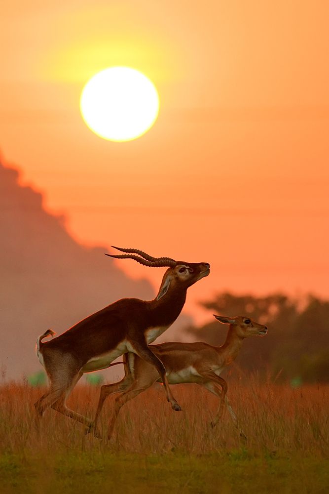Blackbuck mating