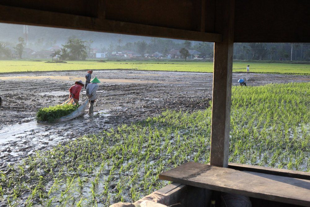 rice planting season