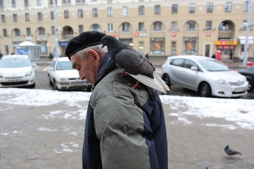 Любовь и голуби