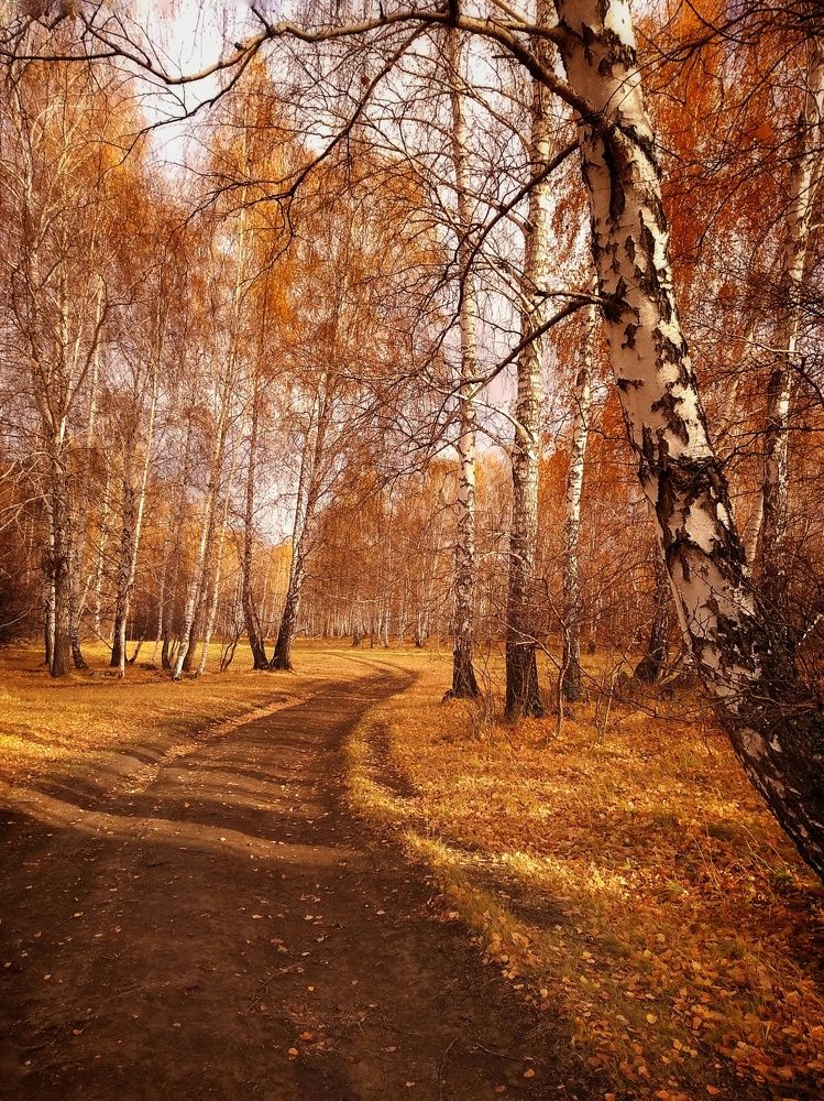 Осенний лес