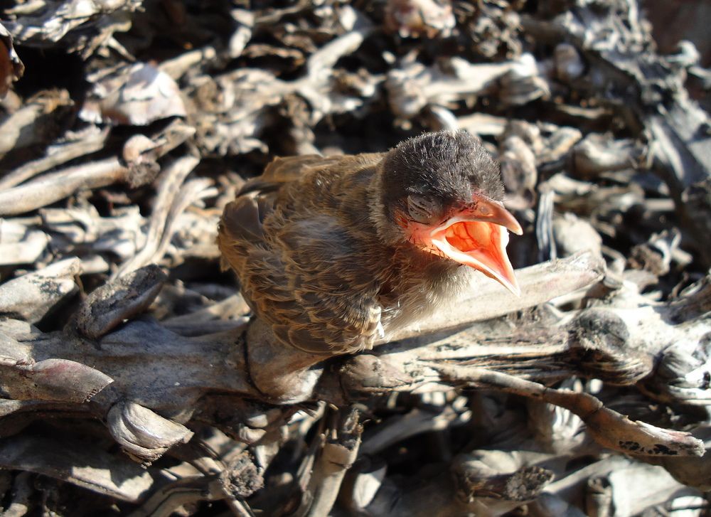Baby Robin
