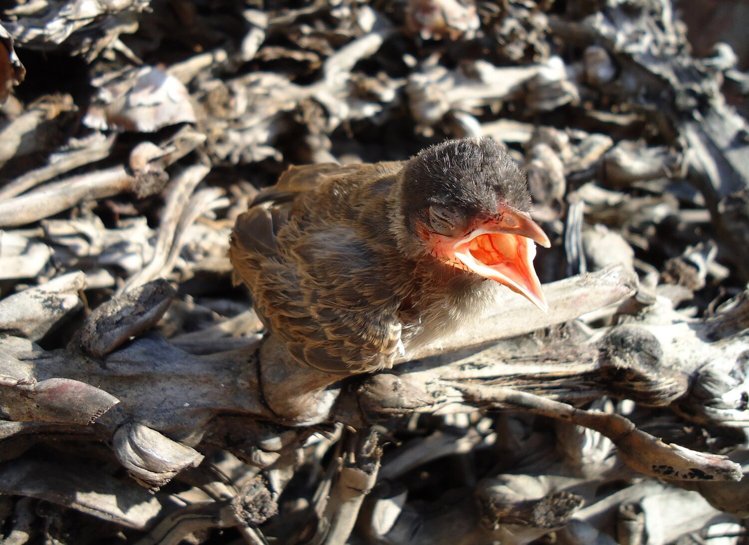 Baby Robin