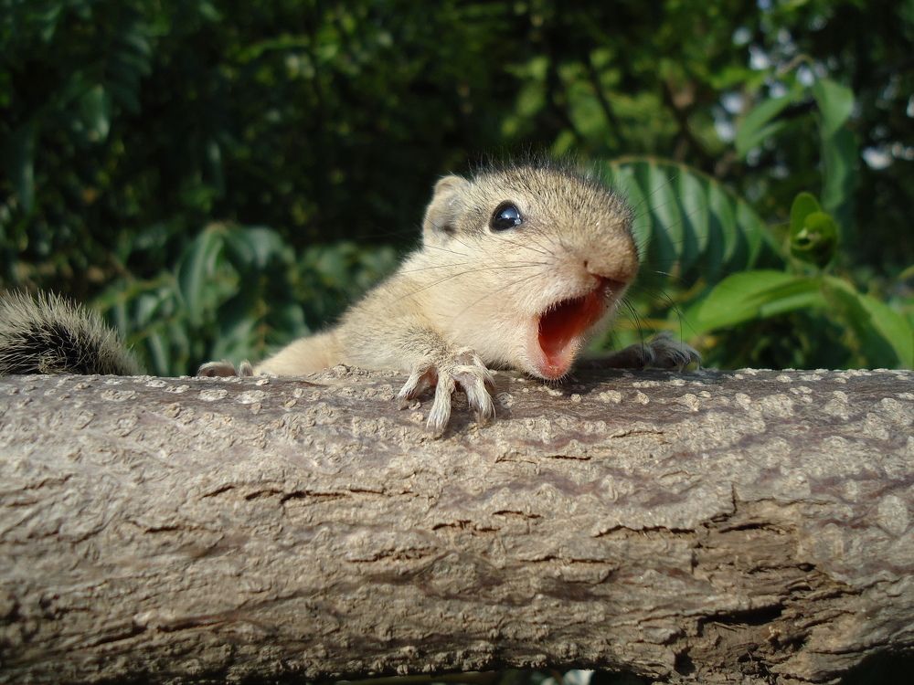 squirrel